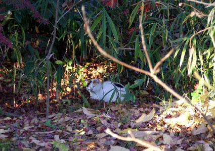 20081220park10.JPG