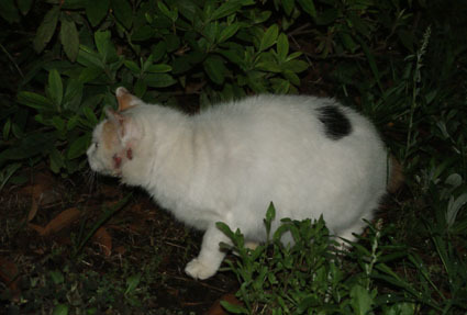 20090613home04.JPG