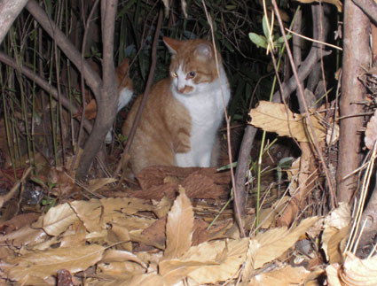 20091219park03.JPG