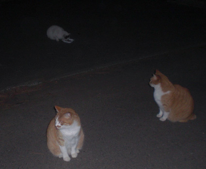 20100320park05.JPG