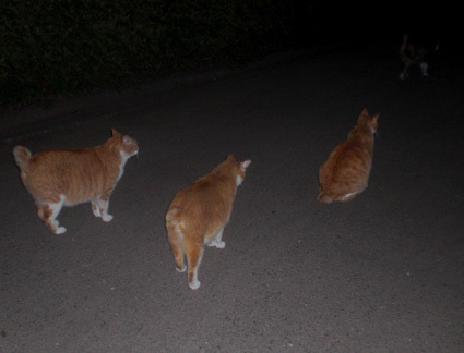 20100522park02.JPG