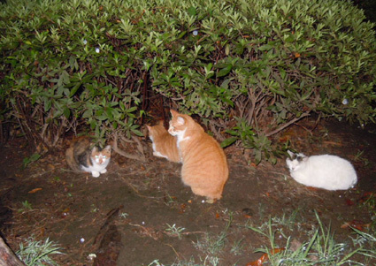 20110820park07.JPG