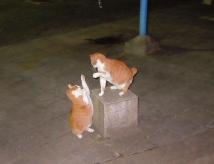 20111126park12.JPG