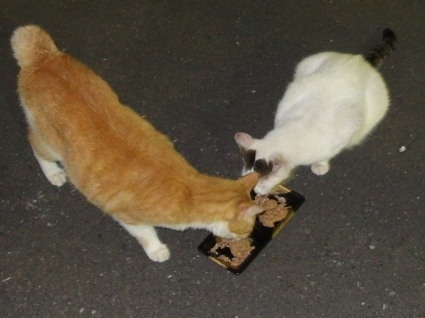 20130710park13.jpg