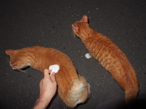 20180825park26.jpg
