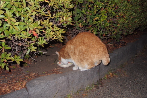 20190126park13.jpg