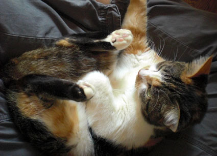 20061126home03.JPG
