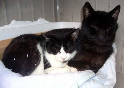 20070130home01_dai.jpg