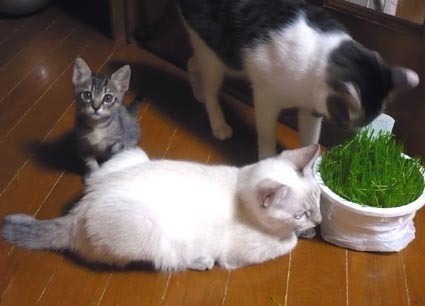 20071028mei01.jpg