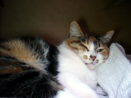 20080316fujimi04.JPG