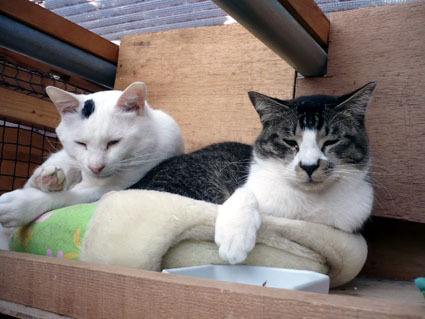 20080316fujimi12.JPG