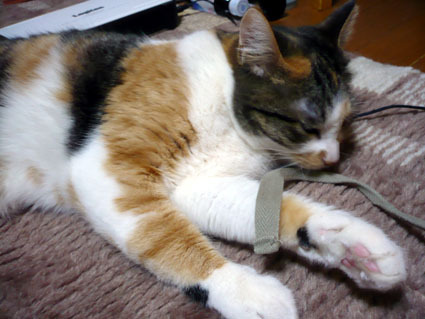 20080323mi-ko01.JPG