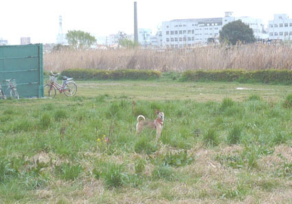 20080323tamagawa01.JPG