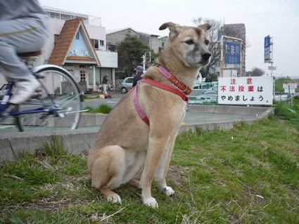 20080323tamagawa02.JPG