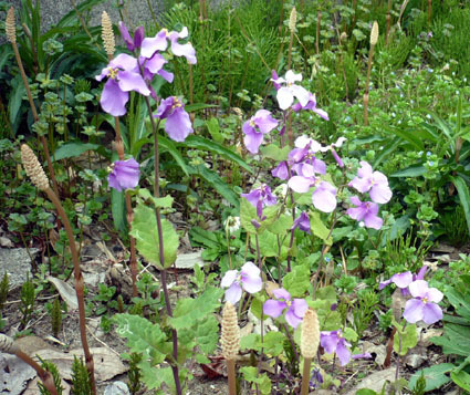 20080329tanukichi01.JPG