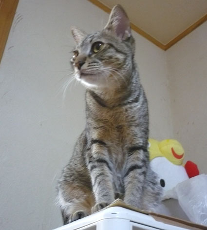 20080425mei01.JPG