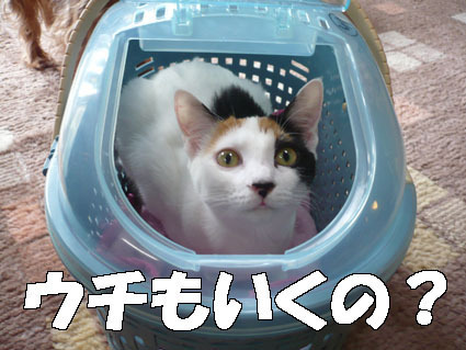 20080429mika01.JPG
