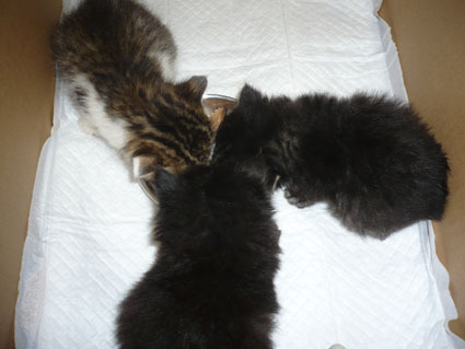 20080430koneko01.JPG