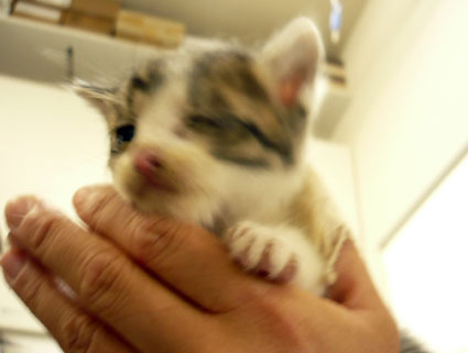 20080430koneko02.JPG
