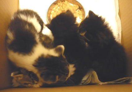 20080430koneko03.JPG