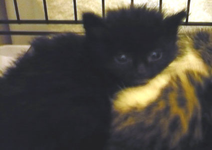 20080503koneko02.JPG