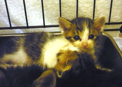20080503koneko03.JPG