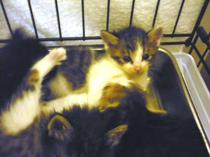 20080503koneko05.JPG