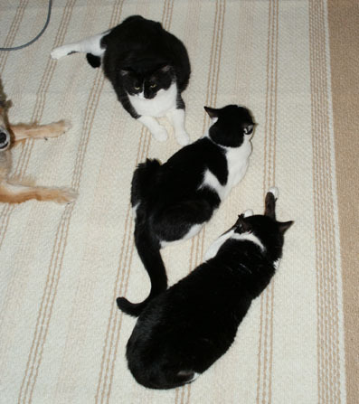 20080528sirokuro01.JPG