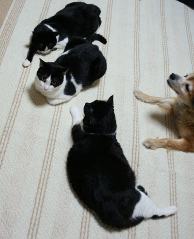 20080528sirokuro02.JPG