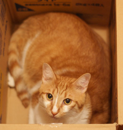20080622rin01.JPG