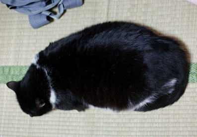 20080628suzu01.JPG
