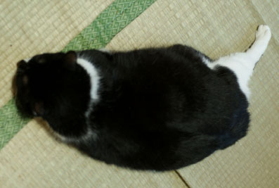 20080628suzu02.JPG
