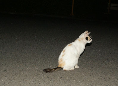 20080705park05haku.jpg