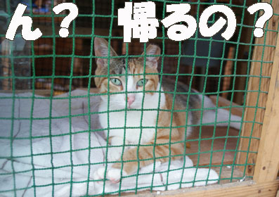 20080706fujimi01.JPG