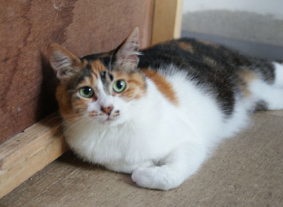 20080706fujimi03.JPG