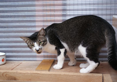 20080706fujimi04.JPG