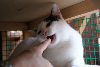 20080706fujimi06.JPG