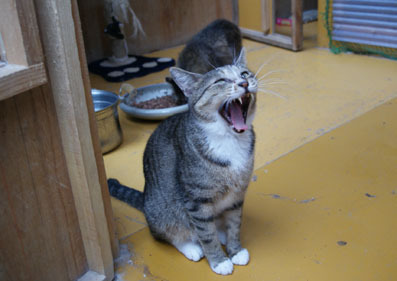 20080706fujimi07.JPG