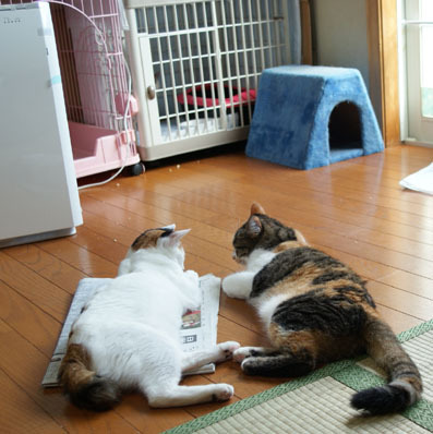 20080708koneko02.JPG