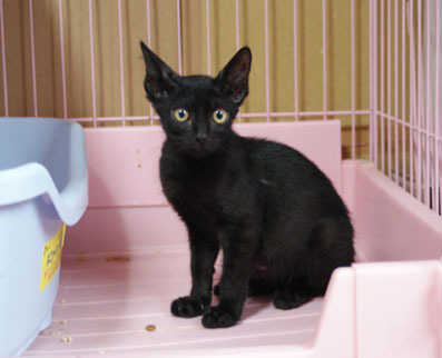 20080708koneko04.JPG