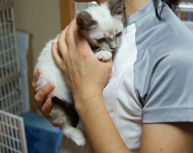 20080708koneko05.JPG