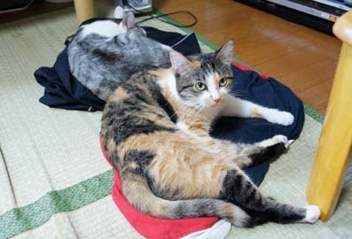 20080708mi-ko01.JPG
