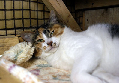 20080713fujimi07.JPG