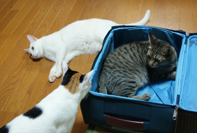 20080713mei01.JPG