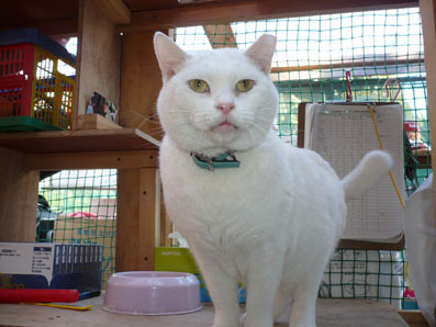 20080715hikaru01.JPG