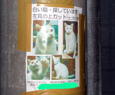20080717hikaru01.JPG