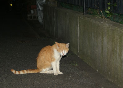 20080717hikaru02.JPG