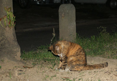 20080717hikaru04.JPG