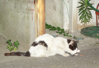 20080717hikaru06.JPG