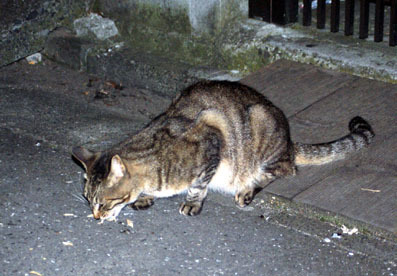 20080717hikaru07.JPG